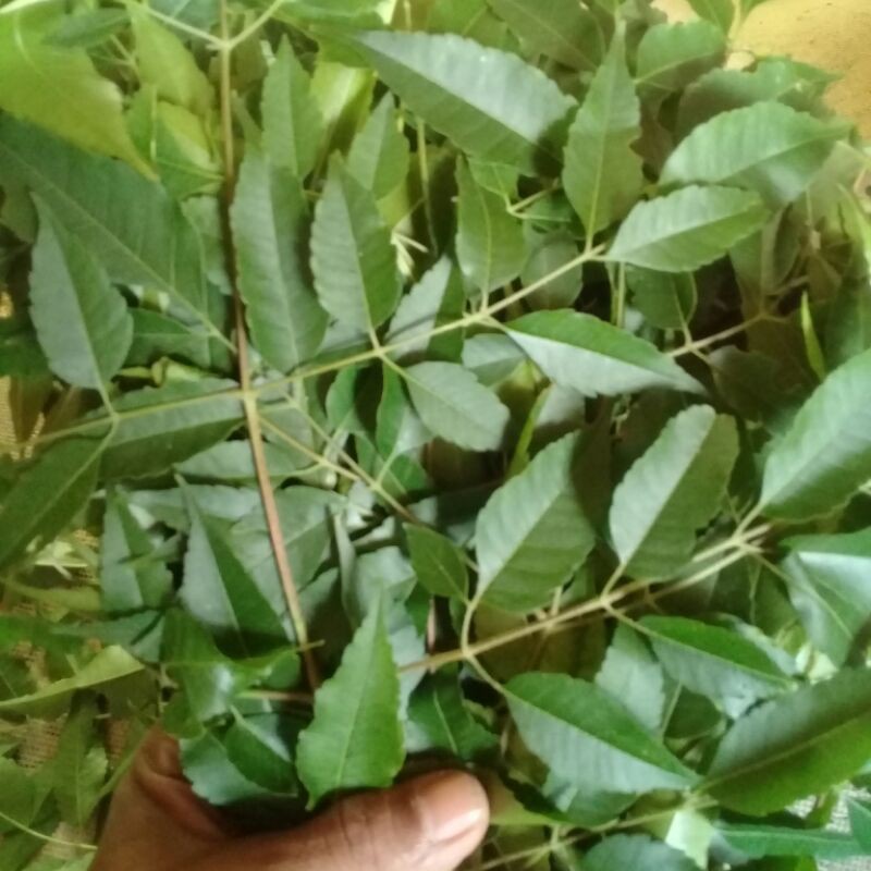 

Daun mimba segar 500grm