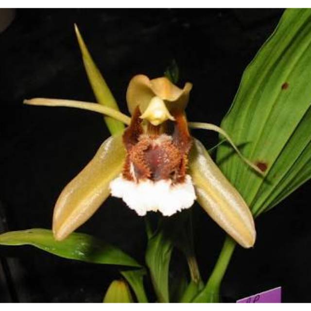 Anggrek coelogyne speciosa