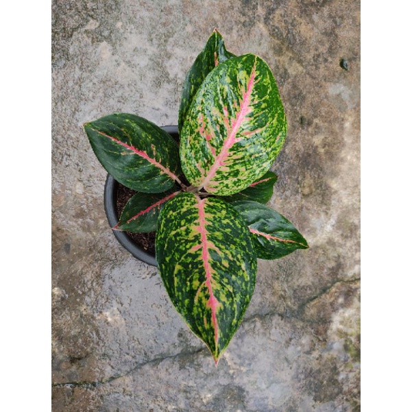 Aglaonema Big Papa
