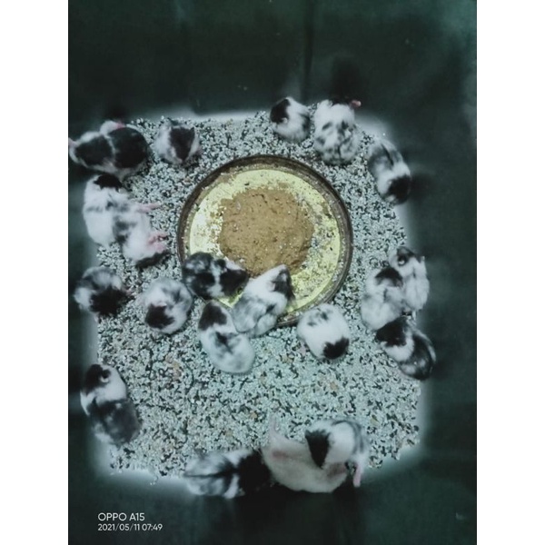 STIKER MOTIF HAMSTER 100% ASLI (KIRIM SEPULAU JAWA)