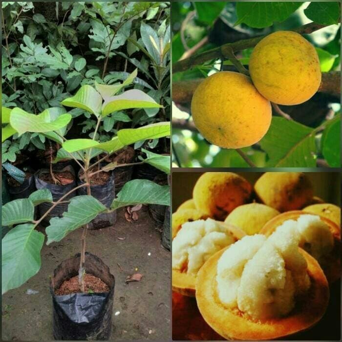 Jual Obral Bibit Pohon Kecapi Buah Kecapi Tanaman Sentul Buahnya