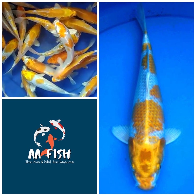 Ikan koi Hariwake - koi hariwake - ikan koi - ikan hias