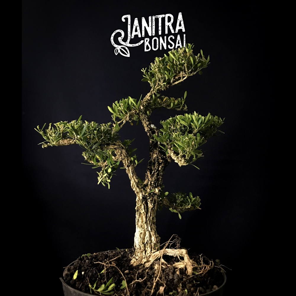 Bonsai boxus jadi siap pajang