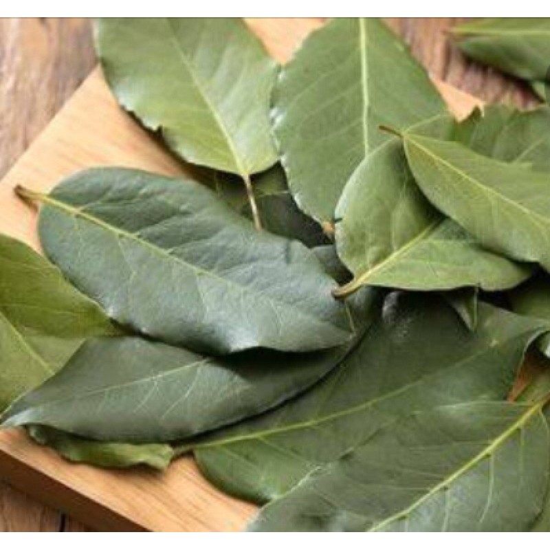 

Daun Salam 1 bonggol besar