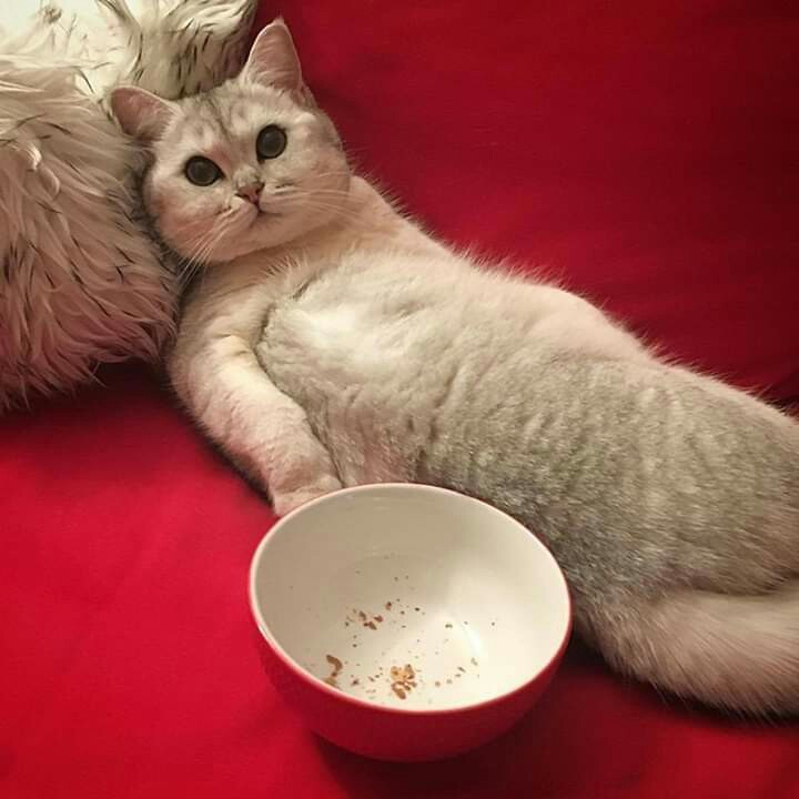 Mata Batu Gurinda Gerinda Grinda Wd Poles Asah 4x6 Tebal 4 Inchi Asli Mgj