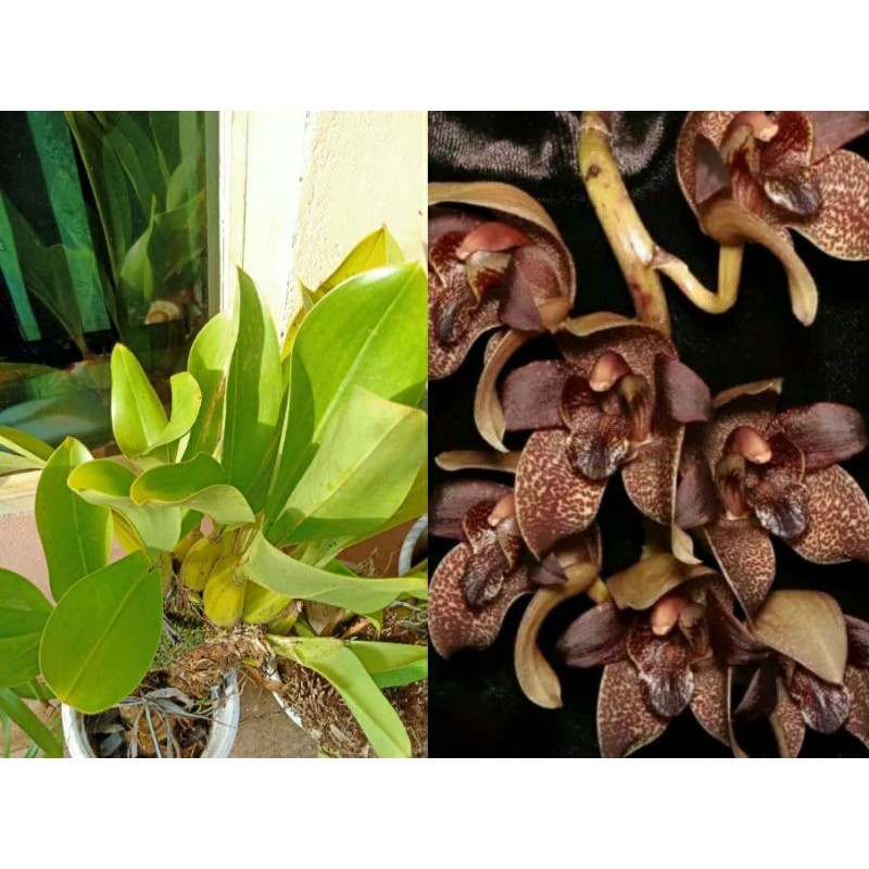 ANGGREK GRMMA STAPELI ATAU ANGGREK HITAM