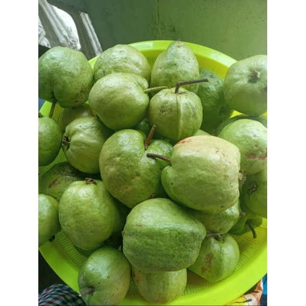 

JAMBU KRISTAL SEGAR / TANPA BIJI / RASA MANIS HARGA TERJANGKAU