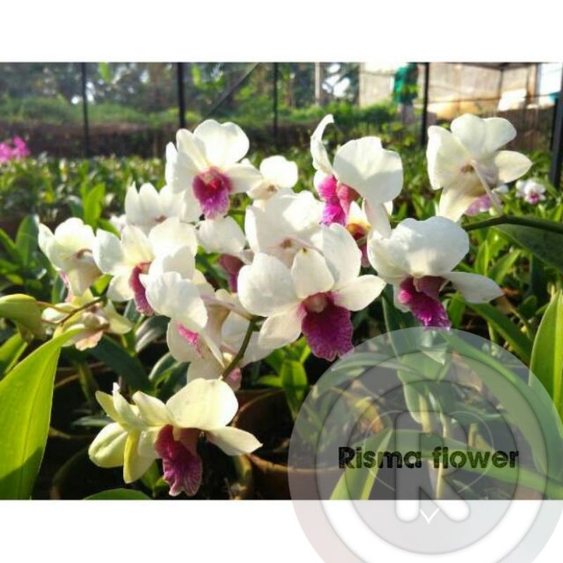 ( DEWASA SUDAH SPIKE ) Anggrek dendrobium snowboy dewasa sudah spike / anggrek dendrobium dewasa mur