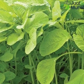 UF - benih bayam hijau MAESTRO - benih bayam merah MIRA - bayam belang RONA - benih sayuran - Urban Farming