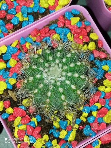 Kaktus Echinopsis