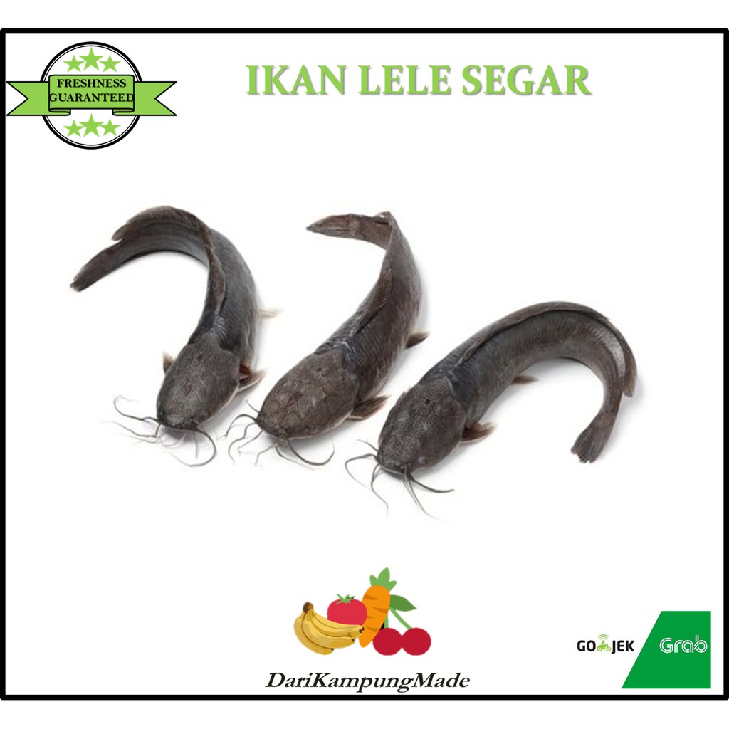 

GRAB / GOJEK ONLY / IKAN LELE SEGAR / DIJUAL PER 500GR