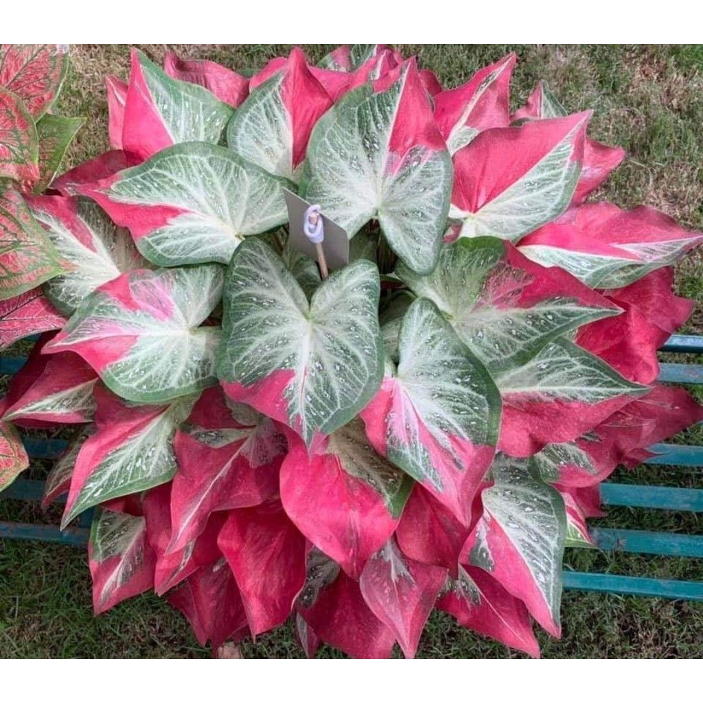 Umbi Caladium shycool / keladi cat tumpah