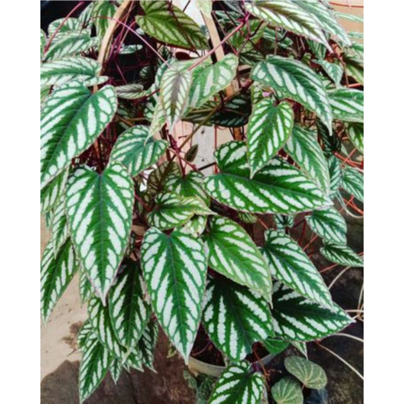 sirih keraton/bibit sirih keraton murah