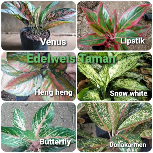 Paket Murah 6 Jenis Aglonema-Paket Aglonema