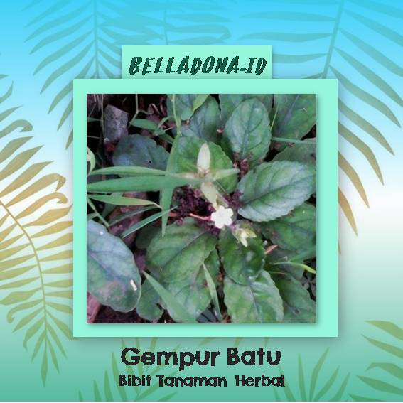 Bibit Tanaman Herbal Gempur Batu