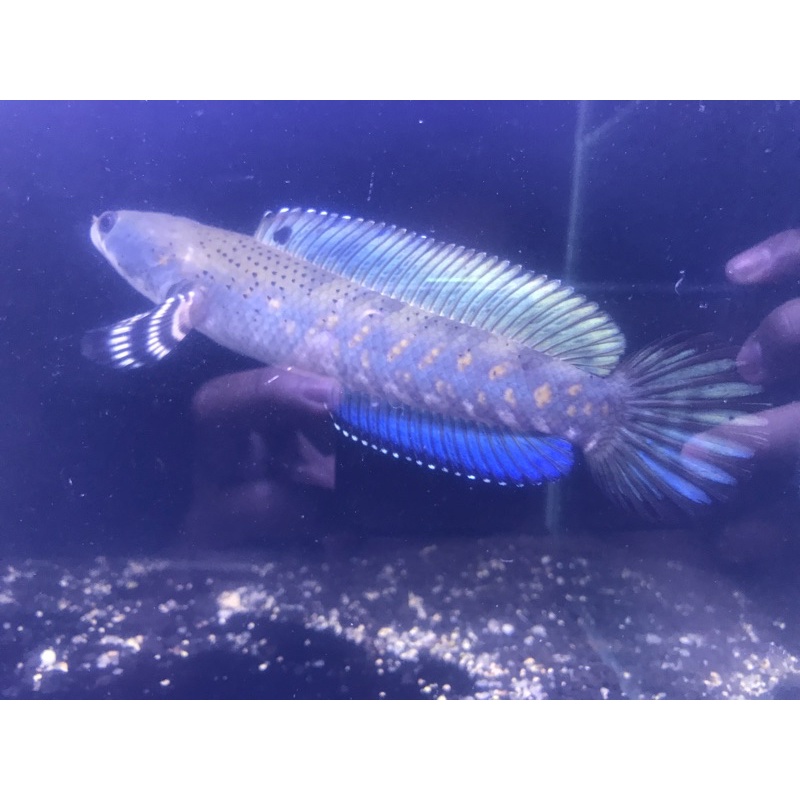

Blue Pulchra 8-10cm progres full pelet