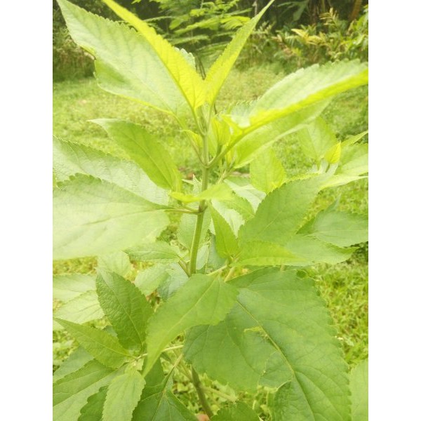 

Ready daun kirinyuh segar 500gram