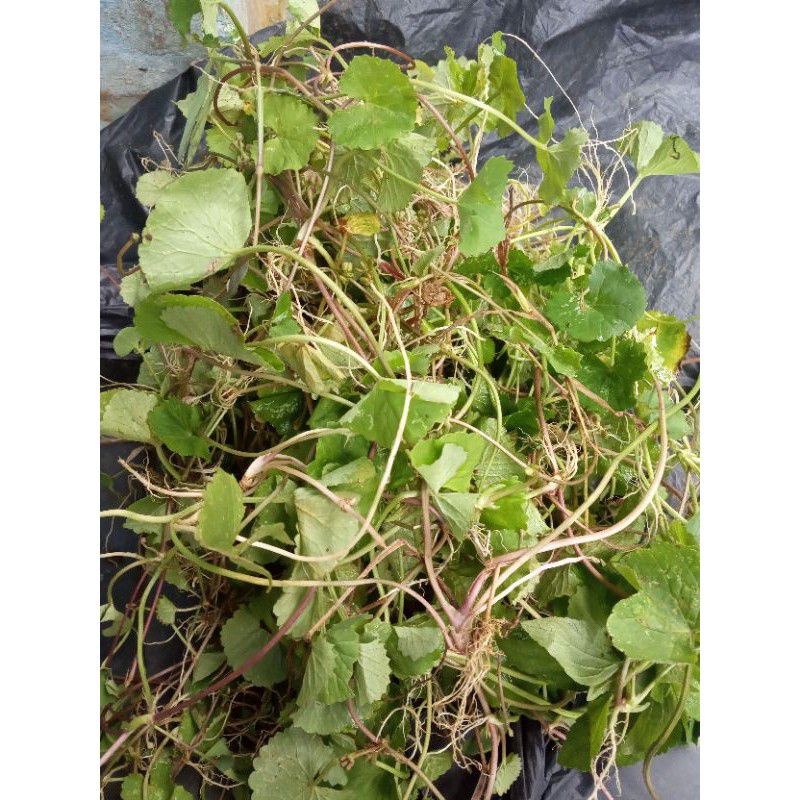 

PAGAGAN ATAU ANTANAN fresh 250GR