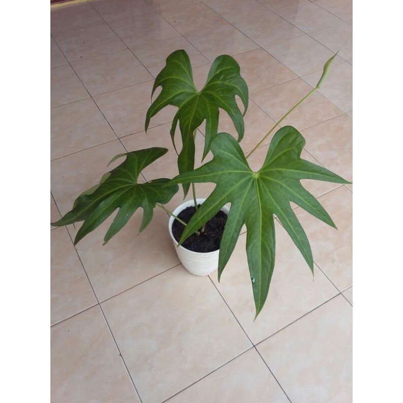  ANTHURIUM PEDATORADIATUM - anthurium jari
