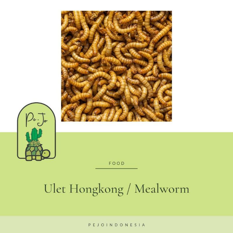 Ulat Hongkong / Mealworm 50gram pakan burung reptil ikan