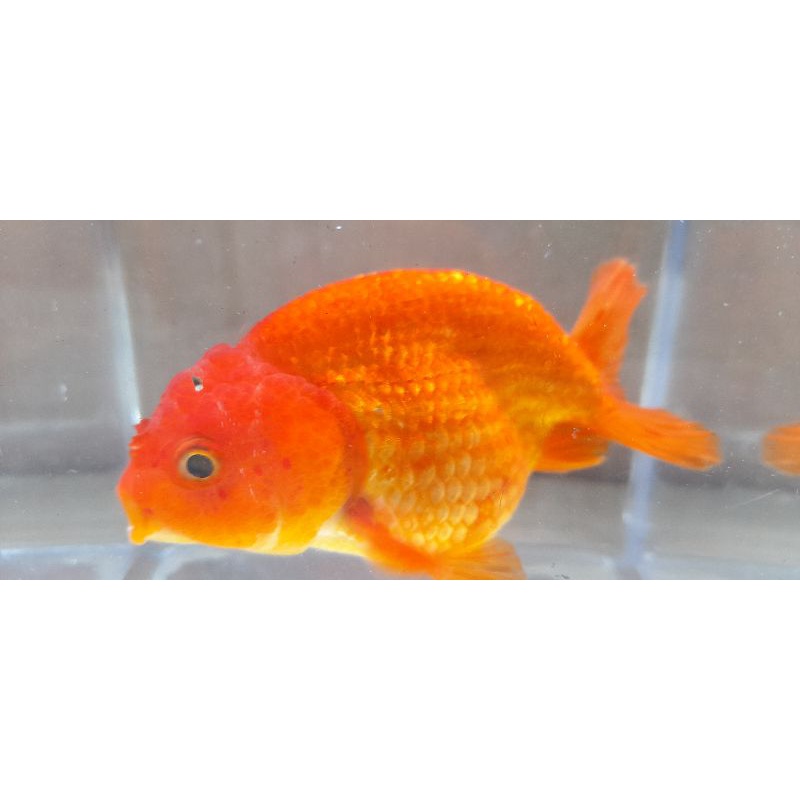ikan koki ranchu merah