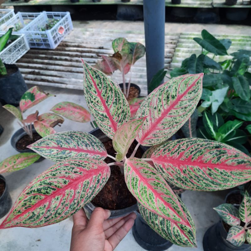 Aglaonema legacy