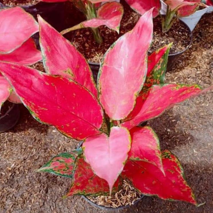 aglonema ruby garuda/aglonema red ruby garuda