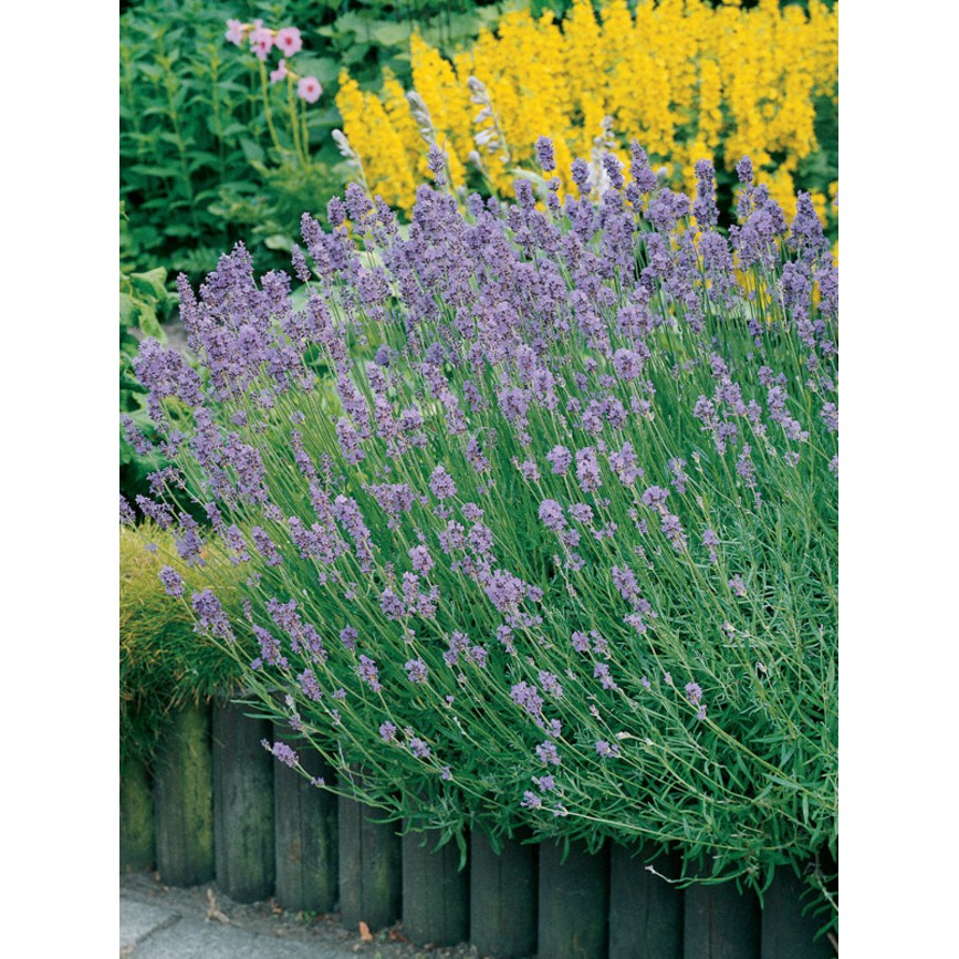 Benih Bibit Biji - Bunga Lavender Munstead English (Lavandula angustifolia) Flower Seeds - IMPORT