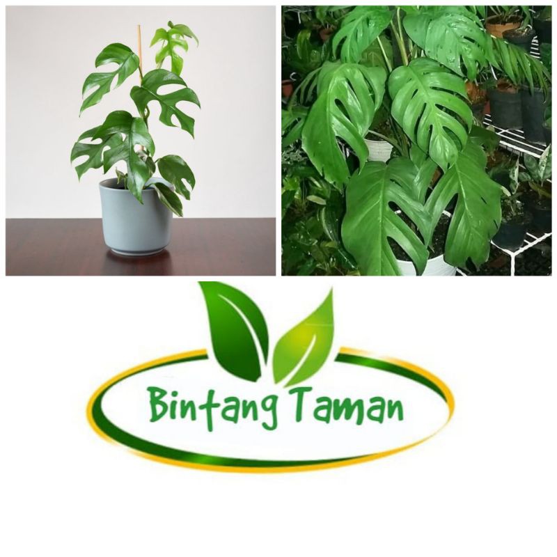 paket 2 tanaman hias monstera rhapidopora - monstera ekor naga