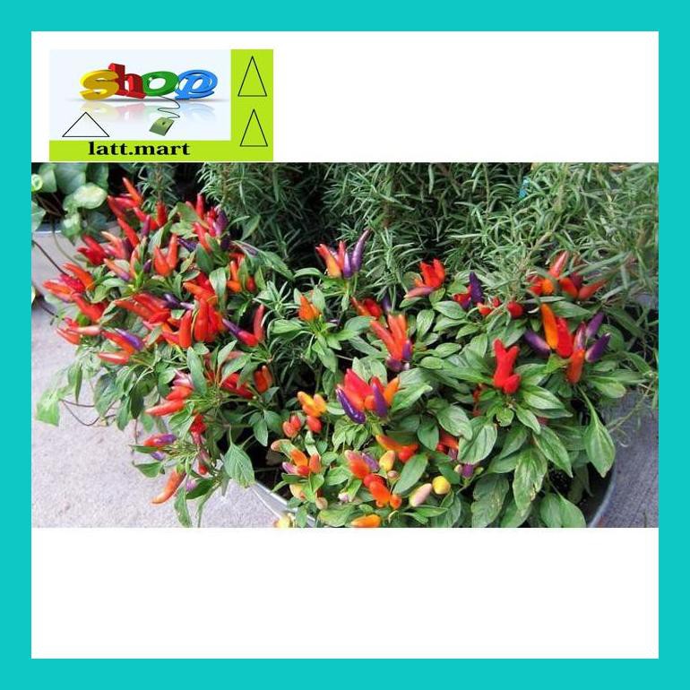 

Yu04Yts Benih-Bibit Cabe Hias Pelangi Numex Easter (Haira Seed) Yul0F40Ul