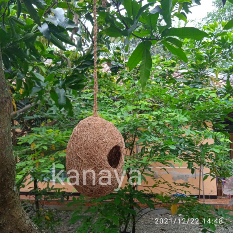 sarang burung Lovebird