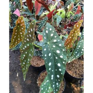  Tanaman hias begonia polkadot  begonia  polcadot begonia  