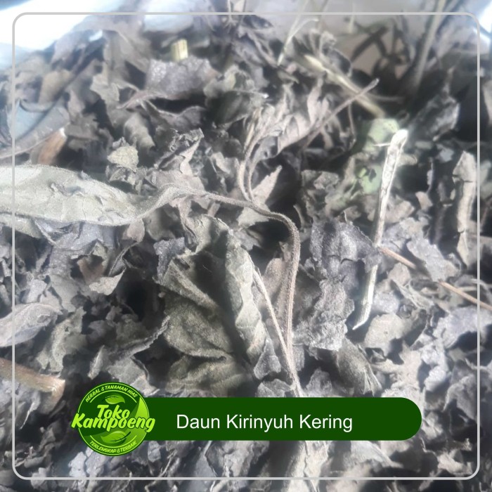 

Daun Kirinyuh Kering 1kg Herbal Kista-Vertigo-Diabetes-Kanker