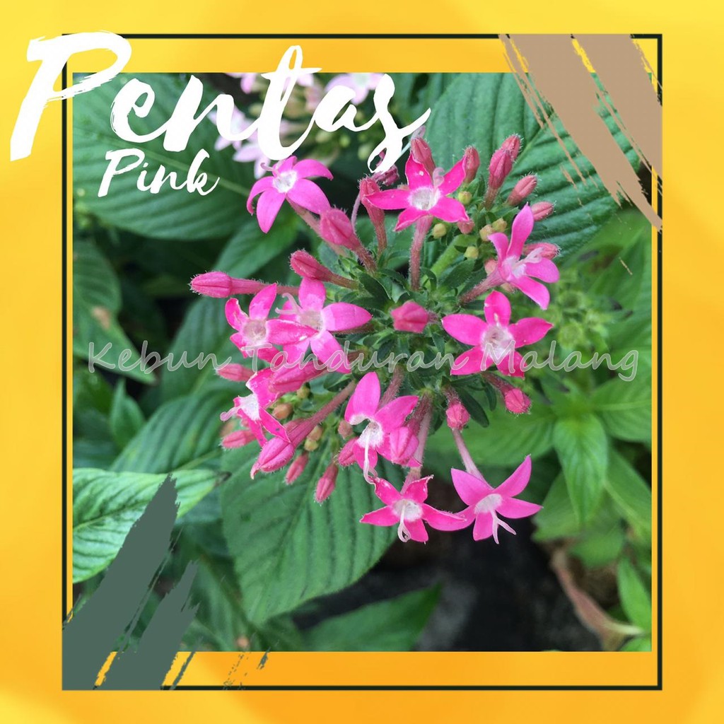 Bibit Tanaman Hias Bunga Pentas Pink Putih Ungu Shopee Indonesia