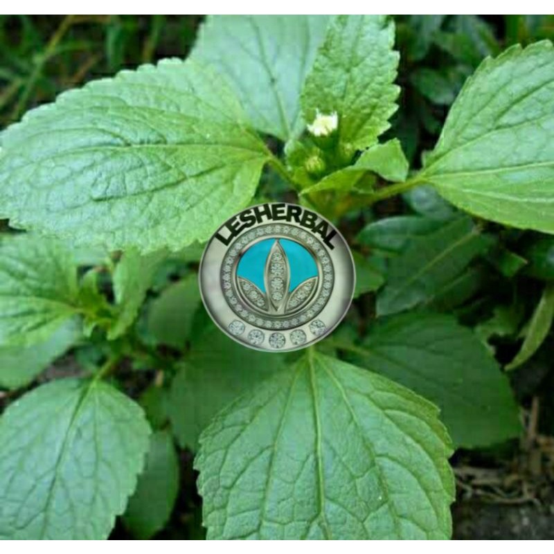 

daun bandotan segar organik 500gram