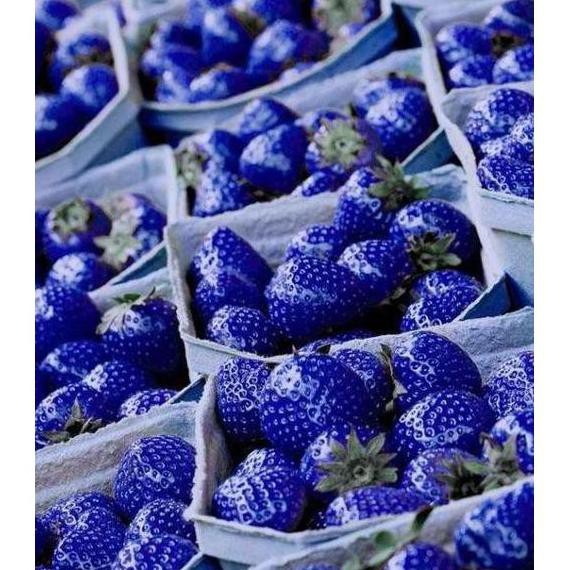 Tanaman Benih Bibit Biji Buah Strawberry Biru/Blue Import 50 But Dm+ &&**&&