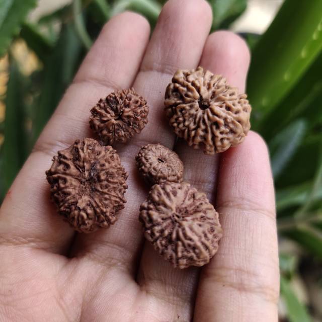 Jenitri mukhi 11 rudraksha original