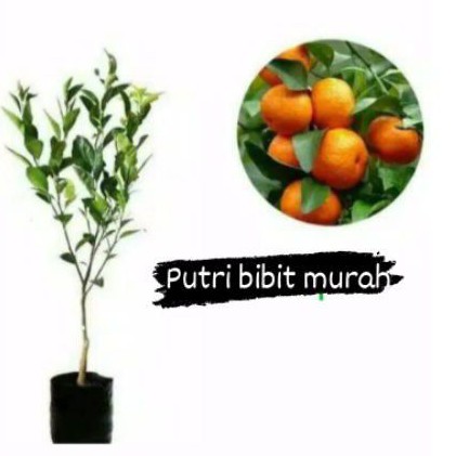 

jeruk santang madu super