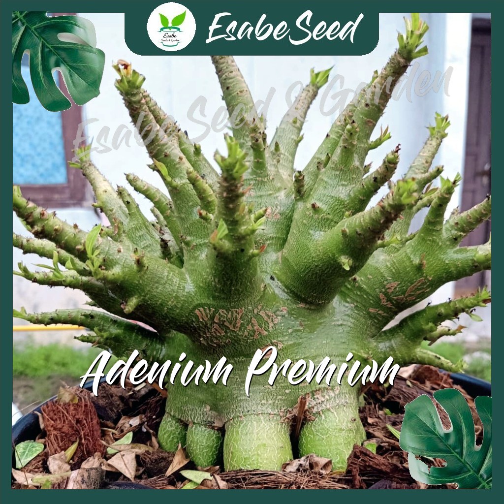 Tanaman Hias Adenium Godji x Emerald Tank