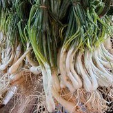

Lokio / Lengkio / Bawang Batak