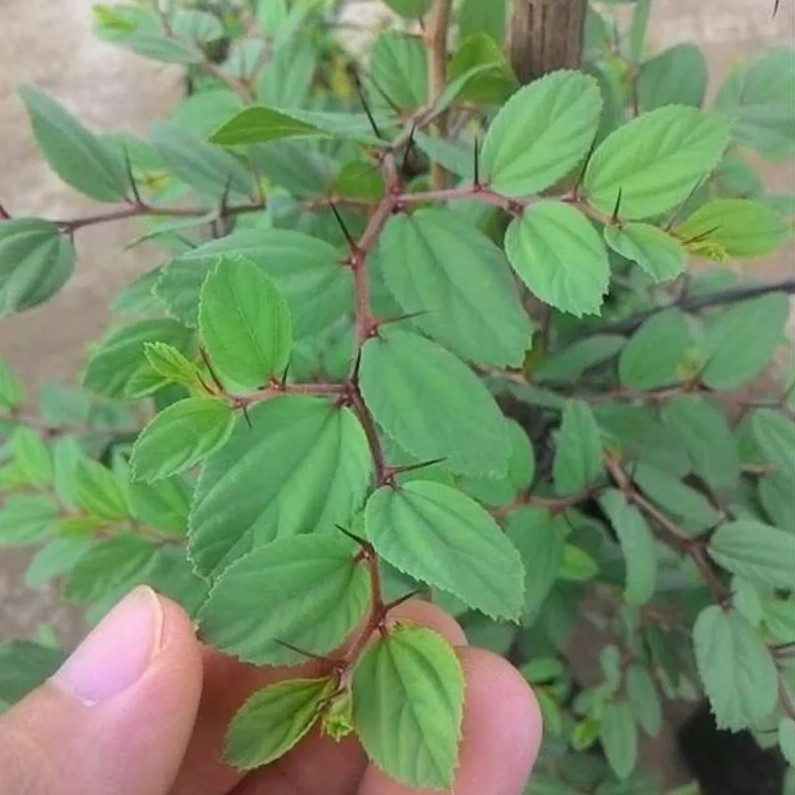 10 Biji Benih  Bidara Arab Super Benih Bidara Arab Asli Tanaman Herbal Unggul