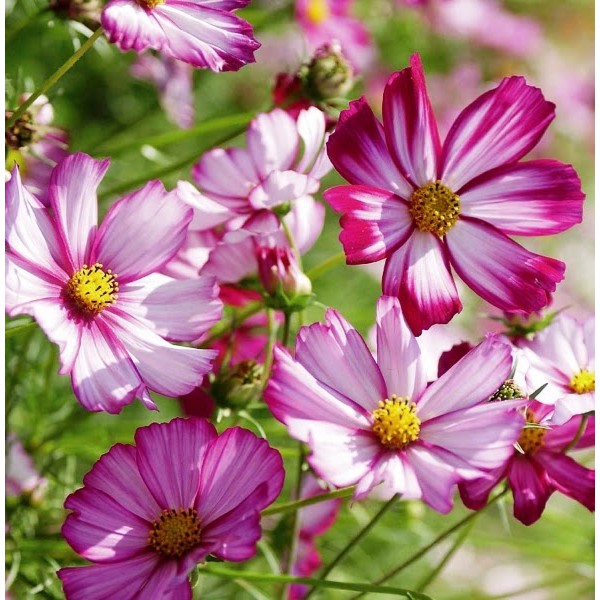 Benih Bibit Biji - Bunga Cosmos Candy Stripe Flower Seeds - IMPORT