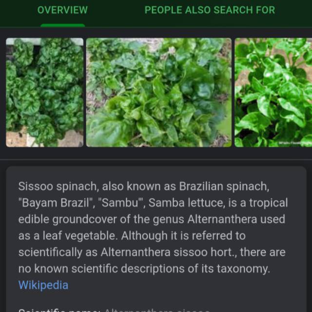 

BIBIT BAYAM BRAZIL