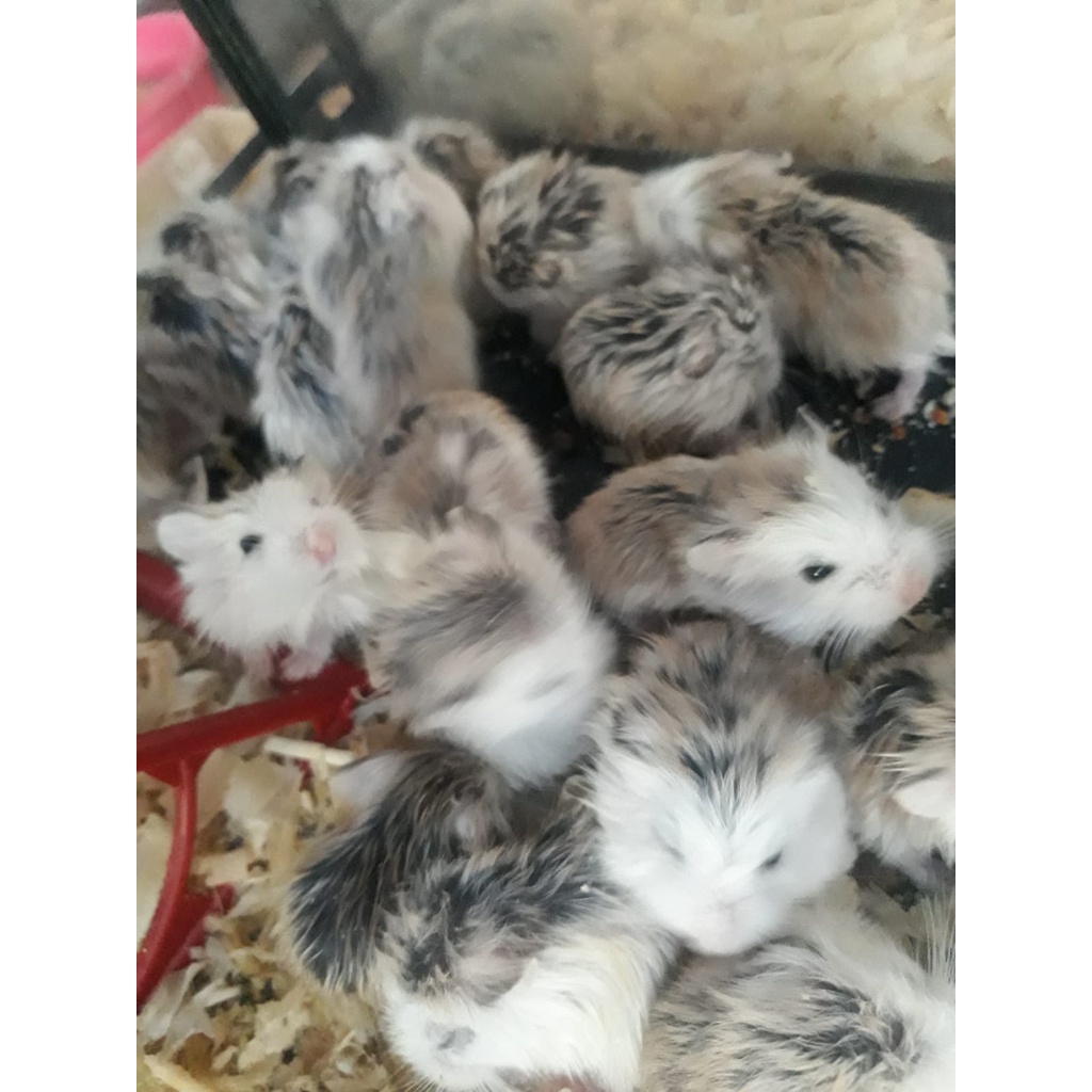 Hamster Roborovski Khusus Wilayah Surabaya