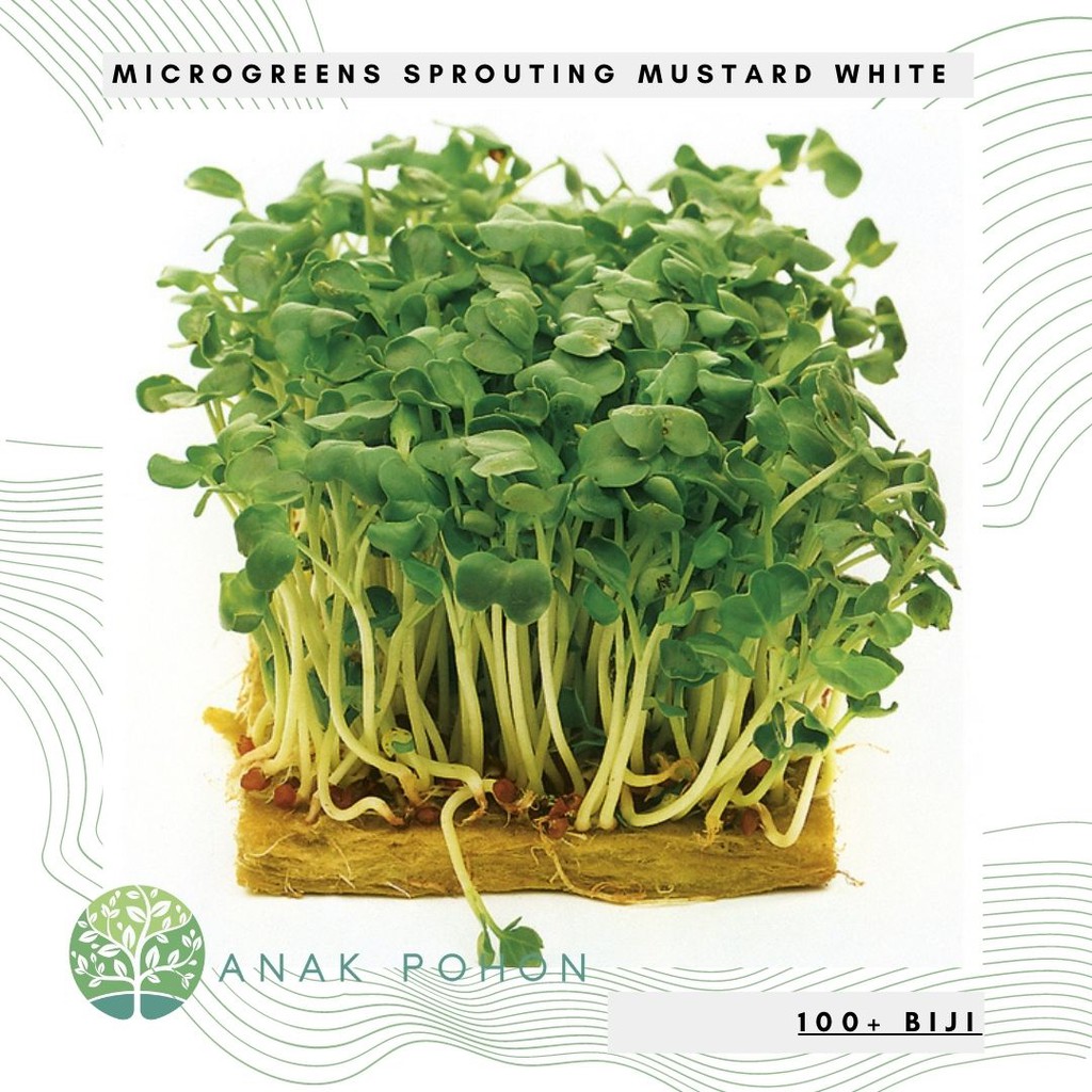 Benih Bibit Biji - Microgreens Sprouting Mustard White Seeds (100+ Biji)