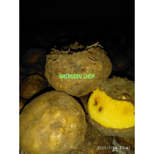 

[Fresh] BIBIT PORANG 1KG ISI 3-5 BIBIT UMBI PORANG ASLI DORMAN