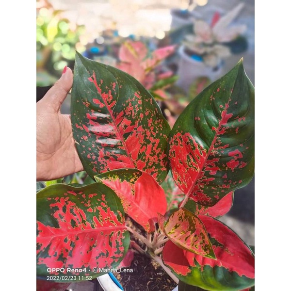 Aglonema suksom batik anakan