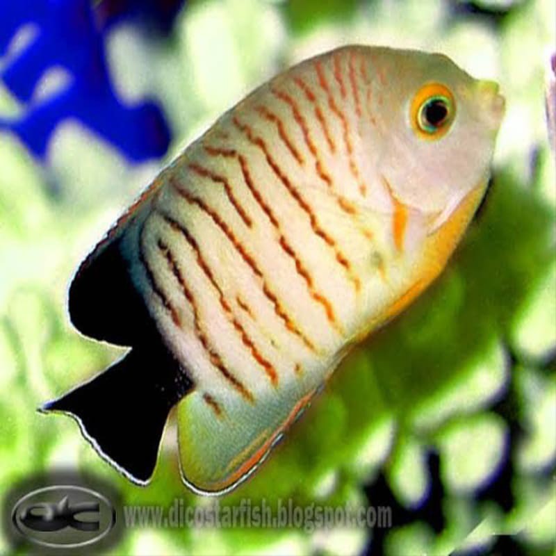 

ikan hias laut angel abu doreng