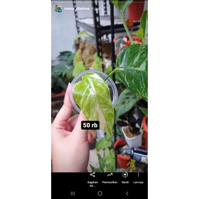 epipremnum pinnatum var