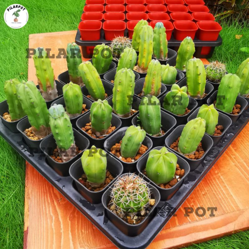 1 SET TRAY LUBANG 30 + POT NKT KOTAK 5CM HITAM 30 PCS | TRAY SEMAI BIBIT